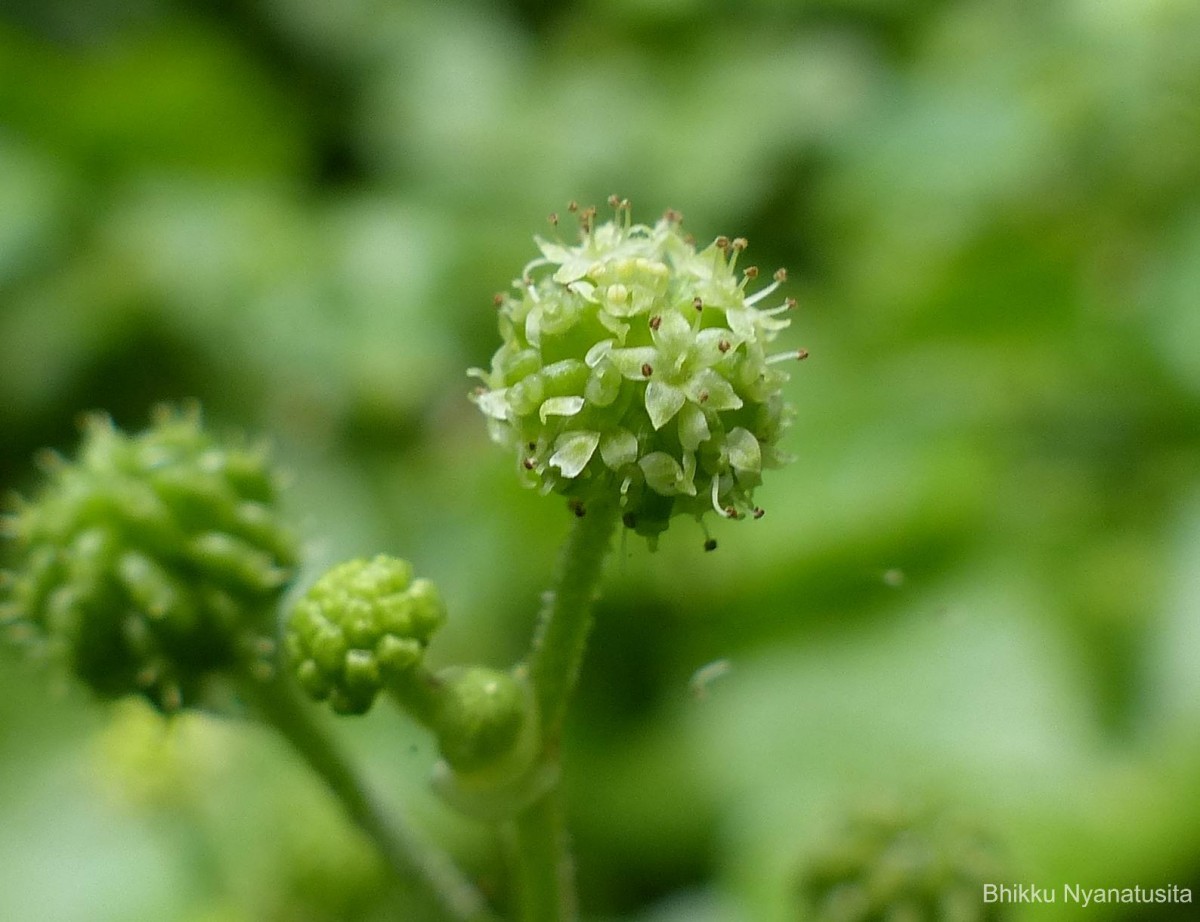 Hydrocotyle javanica Thunb.